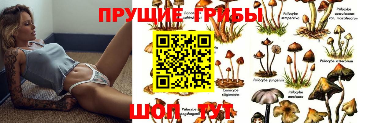 Галлюциногенные грибы Cubensis Мурино